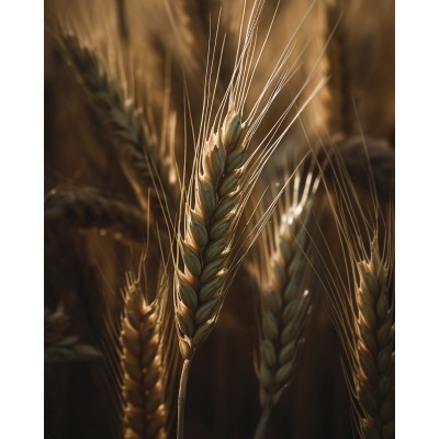 Картина Пшеница 1 40х50 kt45-14246